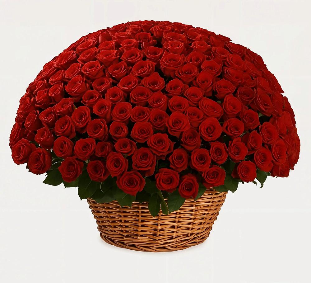 251 Премиум красная роза в Ачите Премиум букет из: Розы в Ачите